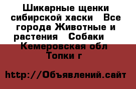 Шикарные щенки сибирской хаски - Все города Животные и растения » Собаки   . Кемеровская обл.,Топки г.